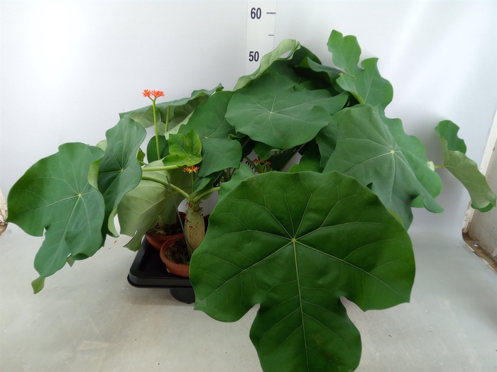 <h4>Jatropha podagrica</h4>