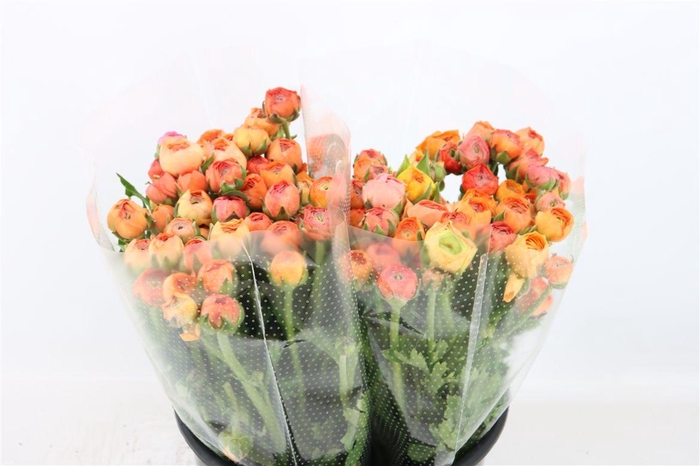 <h4>Ran Amandine Salmon</h4>