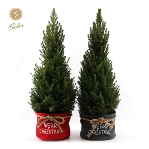 Picea gl. 'December'® P26 in Bag X-mas Duo