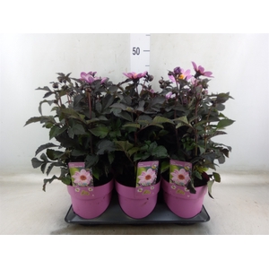 Dahlia EN 'Happy Days Pink'