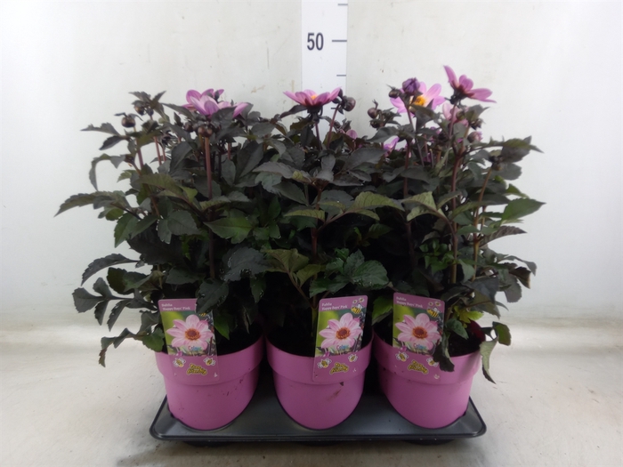 <h4>Dahlia EN 'Happy Days Pink'</h4>