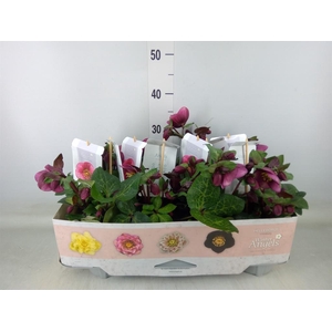 Helleborus  'Fkiss Charmer'