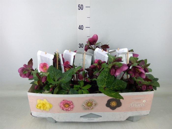 <h4>Helleborus  'Fkiss Charmer'</h4>