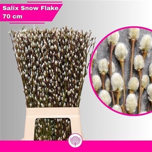 Salix Ca Snow Flake 70 Cm