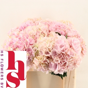 HYDR M MY PINKTOU RZ