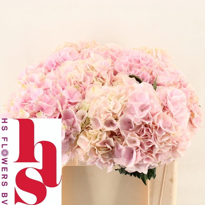 <h4>HYDR M MY PINKTOU RZ</h4>