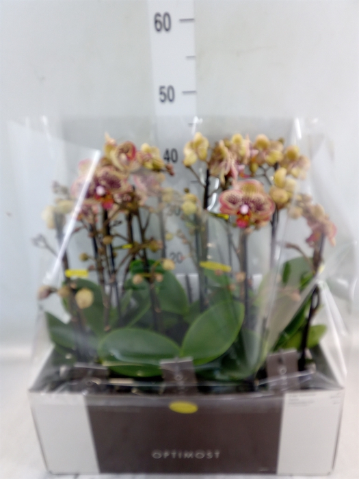 <h4>Phalaenopsis multi.   ...yellow</h4>