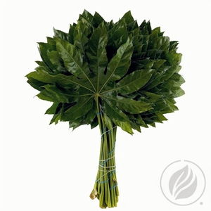 Aralia 60cm