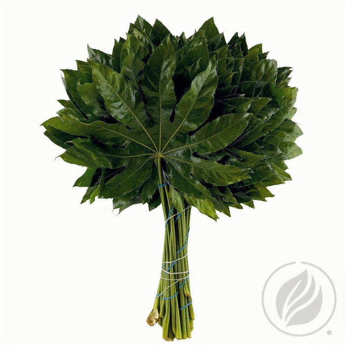 <h4>Aralia 60cm</h4>