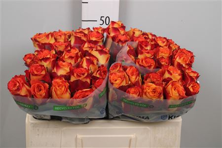 <h4>R Gr Silantoi</h4>