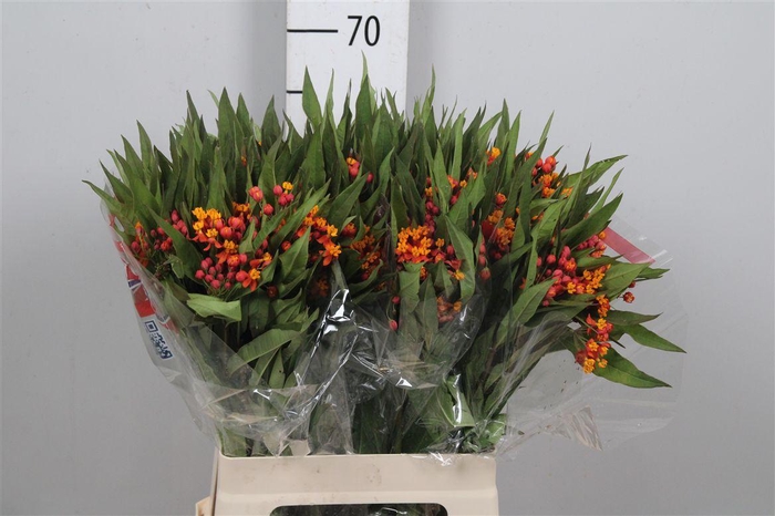 <h4>Ascl C Serenade</h4>