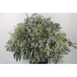 Euc Populus Berry Per Bunch 400 Gram S U P E R