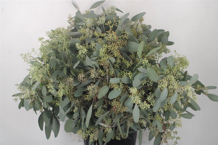 <h4>Euc Populus Berry Per Bunch 400 Gram S U P E R</h4>