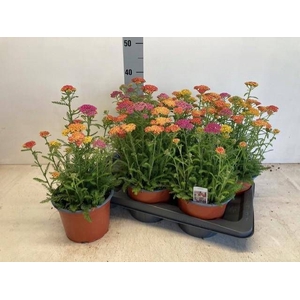 ACHI MILLEFOLIUM