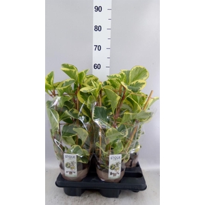 Peperomia obt. 'Obtipan Bicolor'