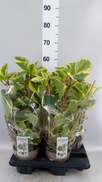 Peperomia obt. 'Obtipan Bicolor'