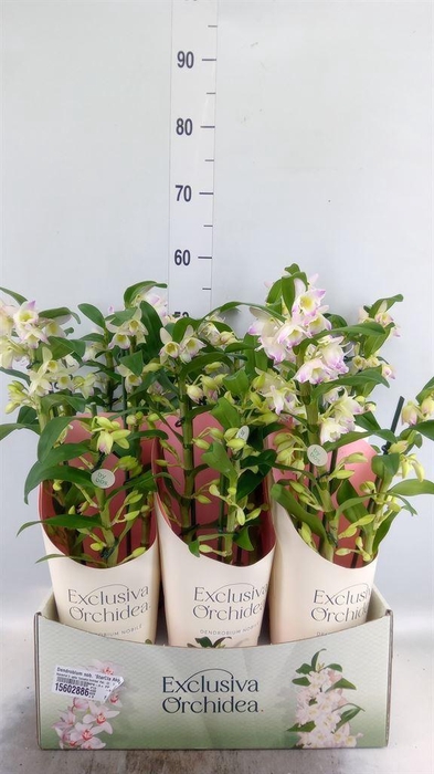 <h4>Dendrobium nob. 'StarCla Akatsuki'</h4>