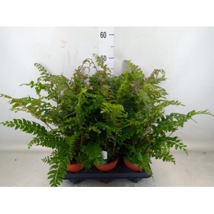 Didymochlaena truncatula