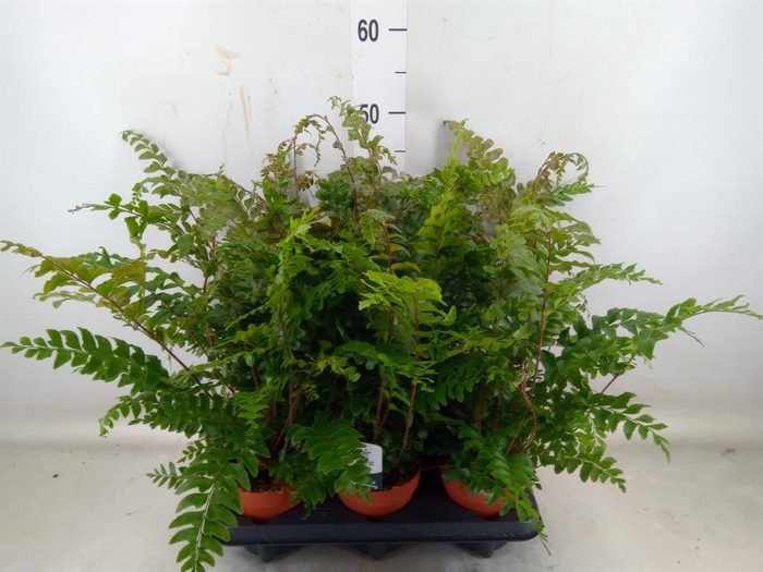 <h4>Didymochlaena truncatula</h4>