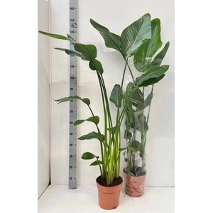 STRELITZIA NICOLAI