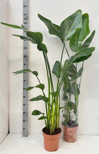 <h4>STRELITZIA NICOLAI</h4>