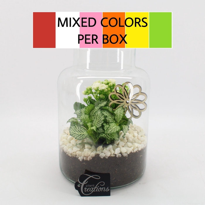 <h4>Opm BACR-2506M Basic Fundamentals Terrarium</h4>