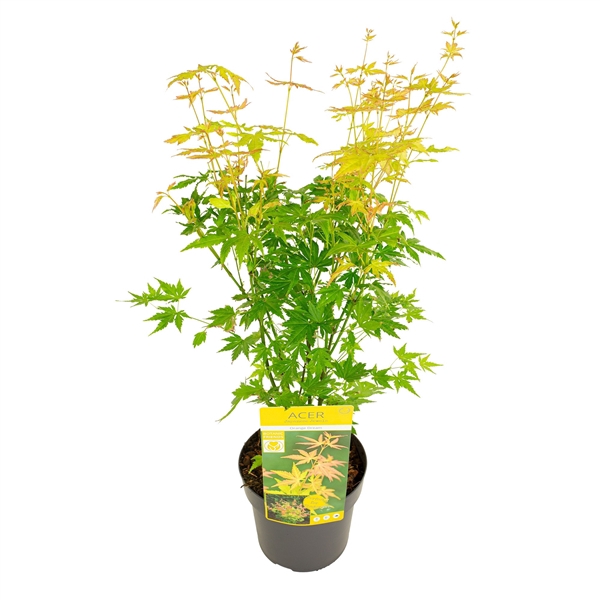 <h4>Acer palm. 'Orange Dream'</h4>