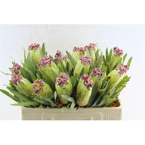 Protea N Limelight