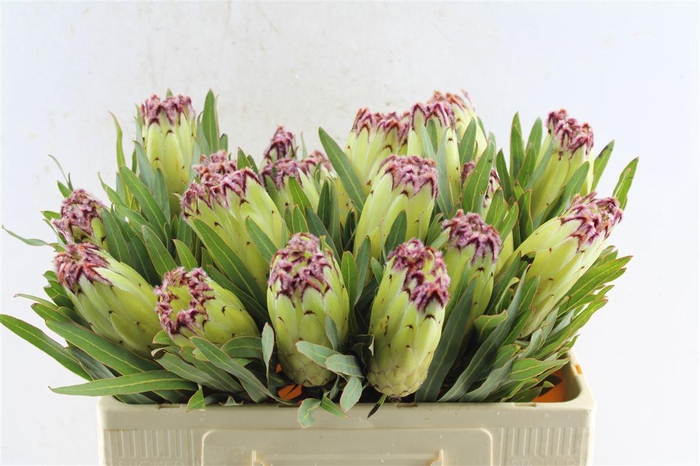 <h4>Protea N Limelight</h4>