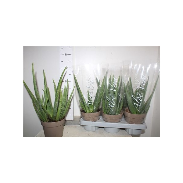 <h4>Aloe Vera</h4>