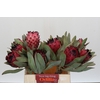 Protea Barbigera Ruby Princess Air