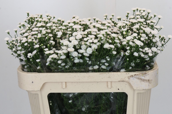 <h4>Aster White Gypsy</h4>