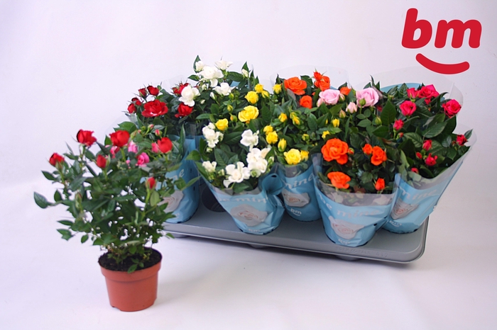 arr8 Ro B Monde Gem 7 Srt