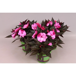 Impatiens N.G.ClockWork Bicolord Lilac