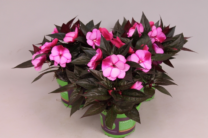 <h4>Impatiens N.G.ClockWork Bicolord Lilac</h4>