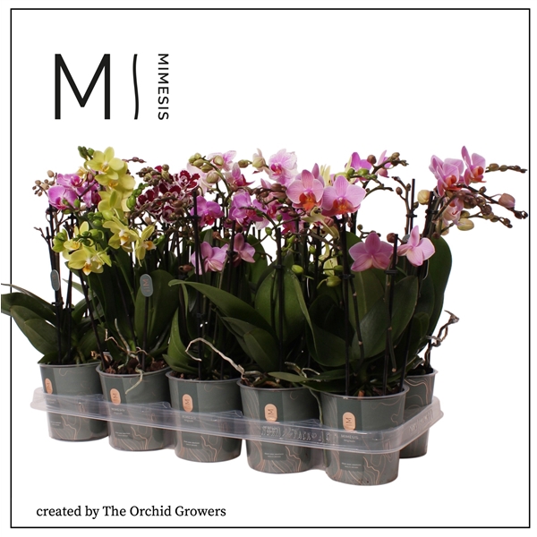 <h4>Mimesis Phal. Multi Mix - 4 spike 12cm</h4>