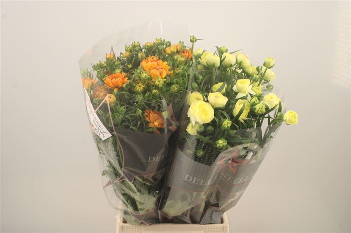 <h4>Ran N Moderna Mixed In The Bucket</h4>