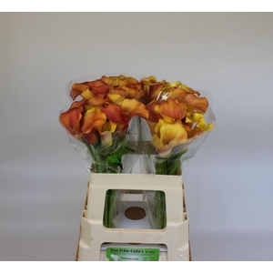CALLA SUNSET PASSION ZANT SUNSET PA