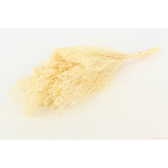 <h4>Bunch Broom Slv 100g L45</h4>