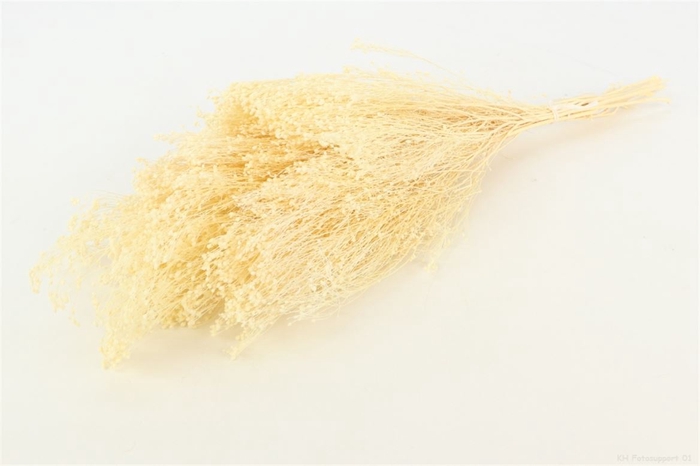 <h4>Bunch Broom Slv 100g L45</h4>