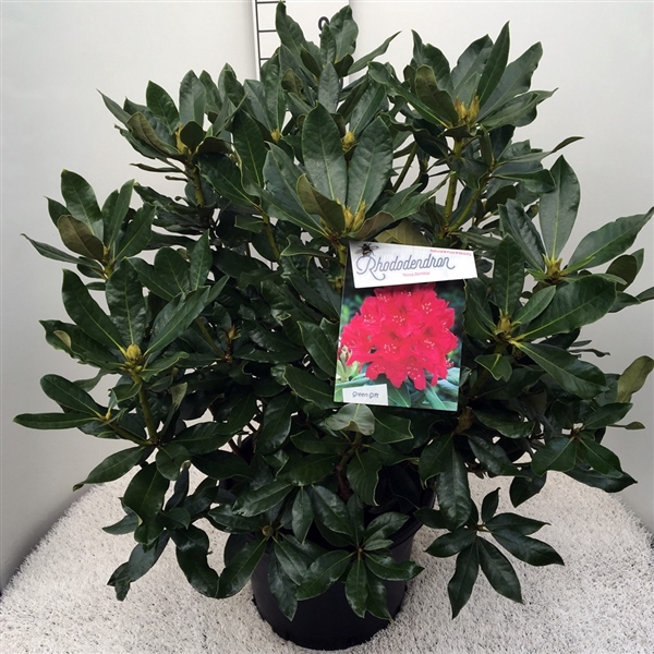 <h4>Rhodo. 'Nova Zembla' red</h4>