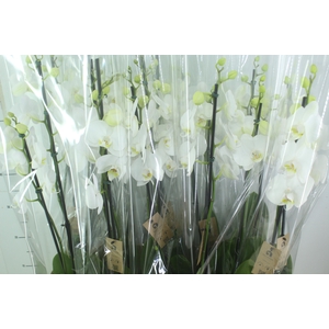PHALAENOPSIS P12 BRANCO 2 HT