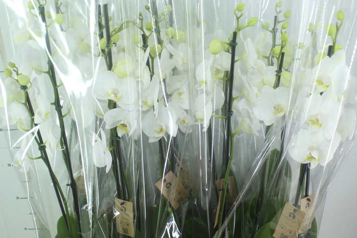 <h4>PHALAENOPSIS P12 BRANCO 2 HT</h4>