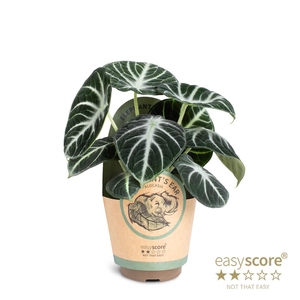 ALOCASIA REGINULA p11 Amaz Ninja paper