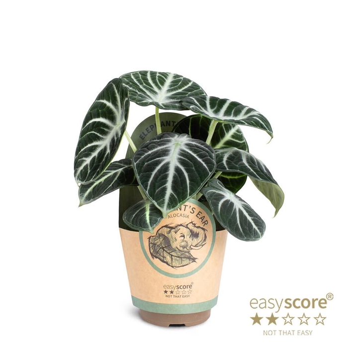 <h4>ALOCASIA REGINULA p11 Amaz Ninja paper</h4>
