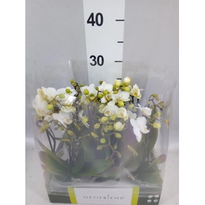 Phalaenopsis multi.   ...white