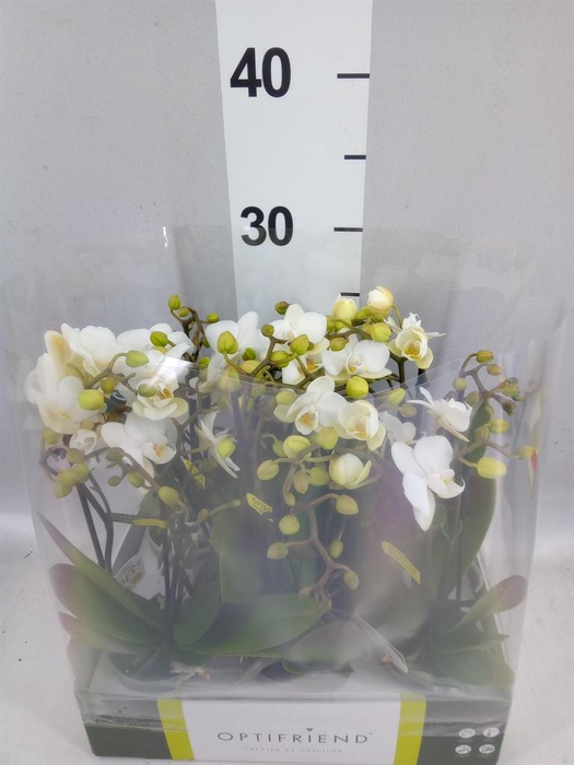 <h4>Phalaenopsis multi.   ...white</h4>