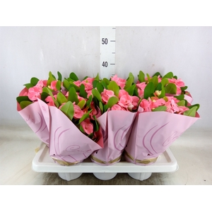 Euphorbia milii 'Charlotte'