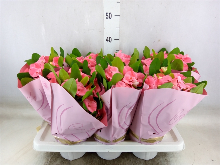 <h4>Euphorbia milii 'Charlotte'</h4>