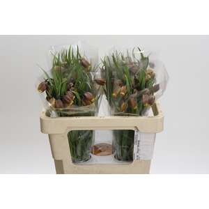Fritillaria uva-vulpis